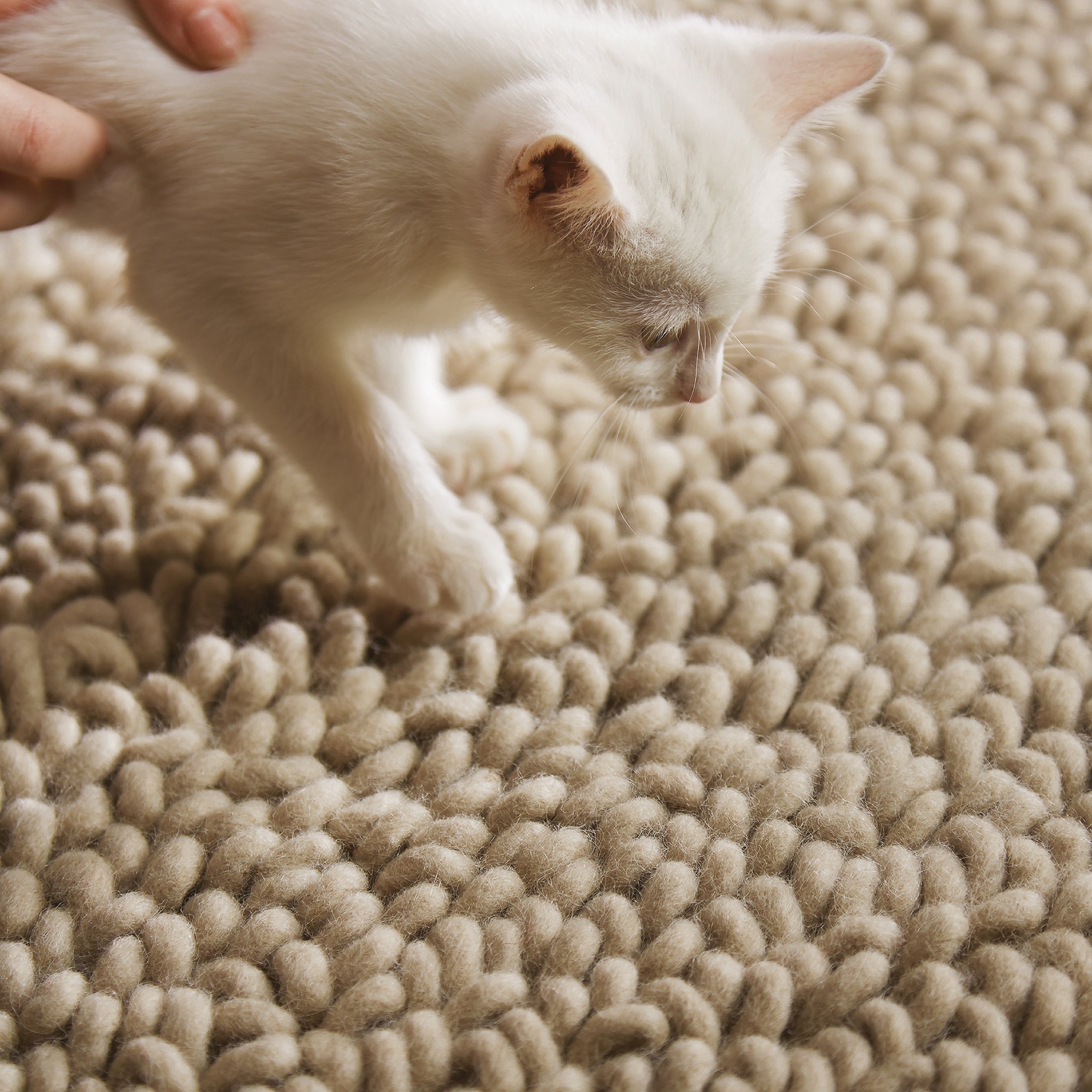 Union Rug Oyster 4